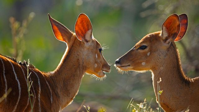 「ニアラのメス」南アフリカ, クルーガー国立公園