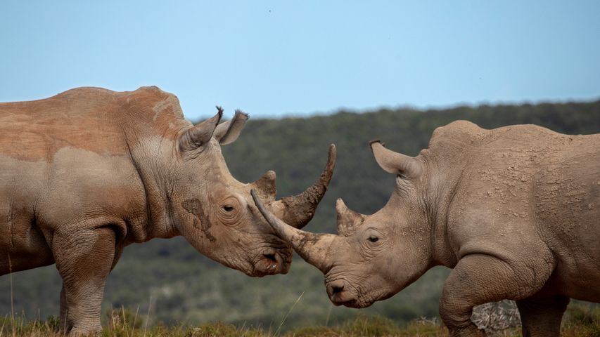 シャムワリ動物保護区, 南アフリカ