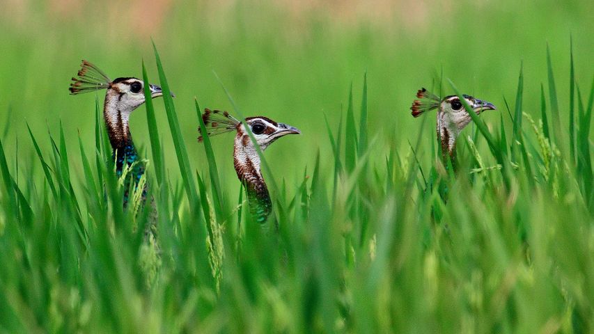 鳥の一行