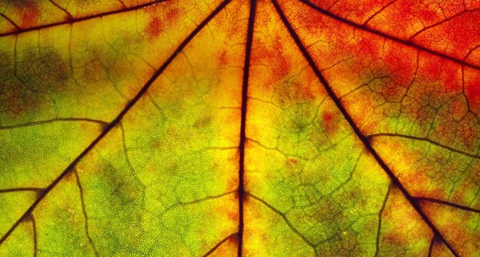 ｢紅葉の葉脈｣