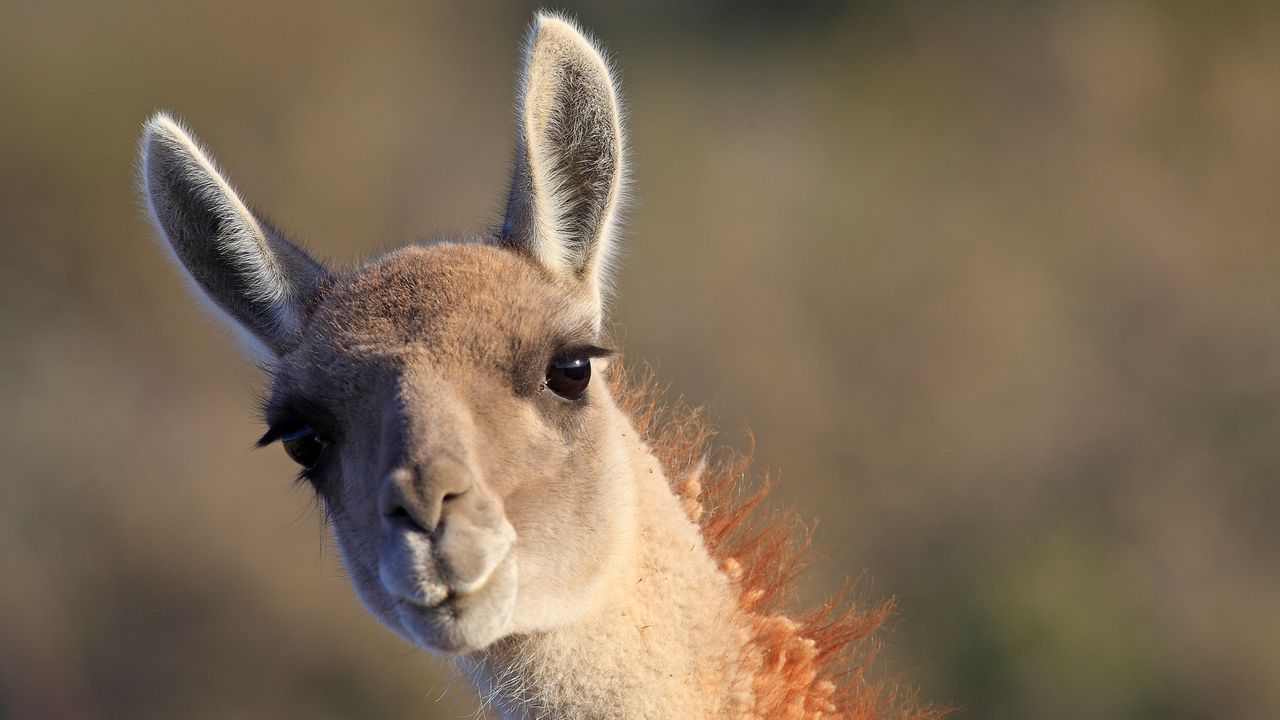 バルデス半島のグアナコ, アルゼンチン