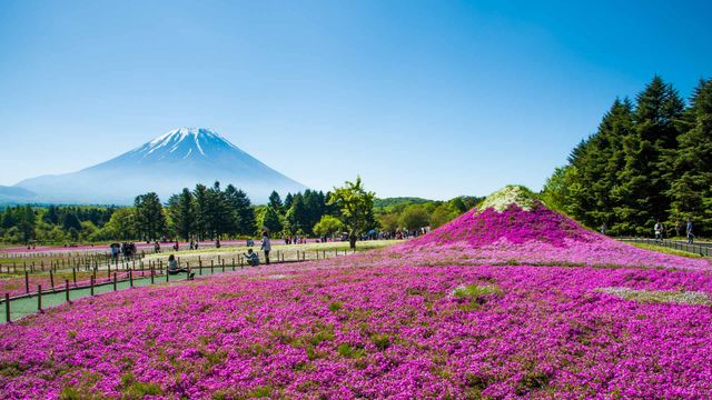 「富士芝桜まつり」山梨, 富士河口湖町