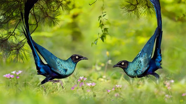 「オナガテリムク」