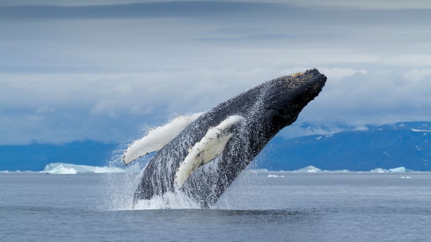 ディスコ湾のザトウクジラ, グリーンランド