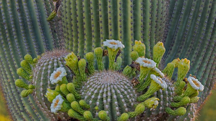 ｢サグアロサボテンの花｣米国アリゾナ州, コロナド国立森林