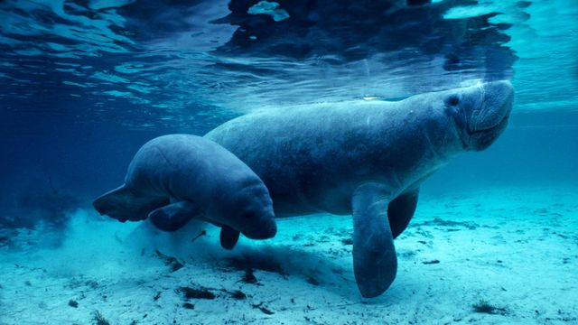 「アメリカマナティーの親子」アメリカ, フロリダ州