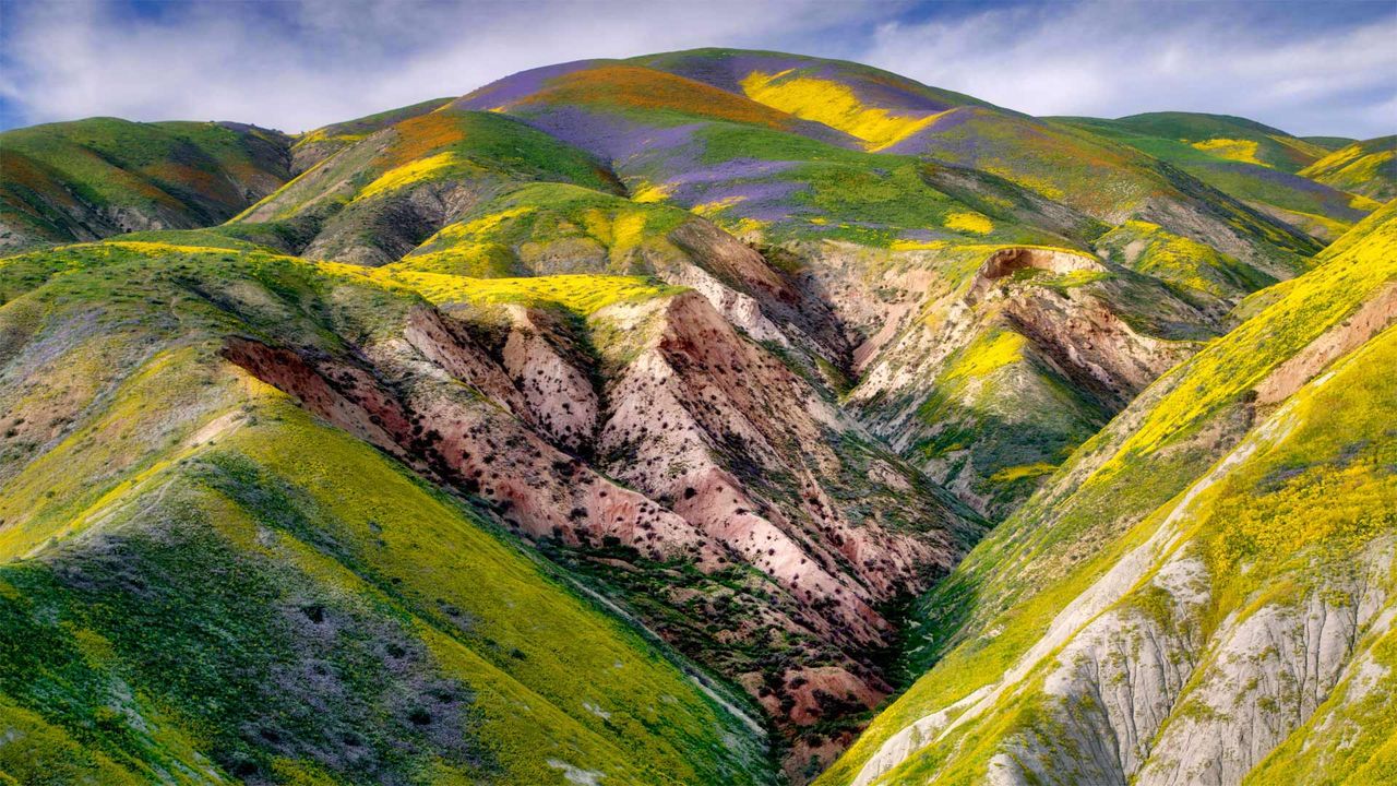 ｢カリゾ平原の野の花｣米国, カリフォルニア州