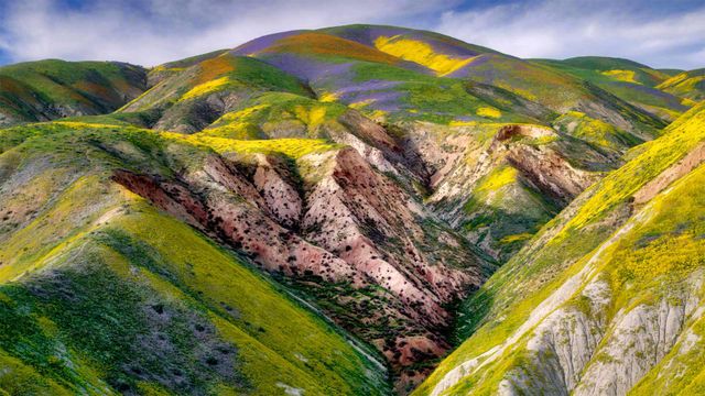 「カリゾ平原の野の花」米国, カリフォルニア州