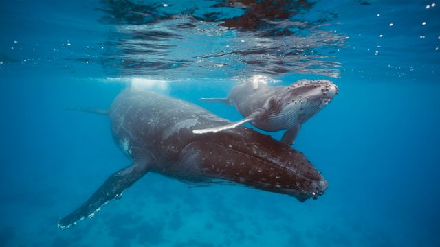 ザトウクジラの親子, トンガ
