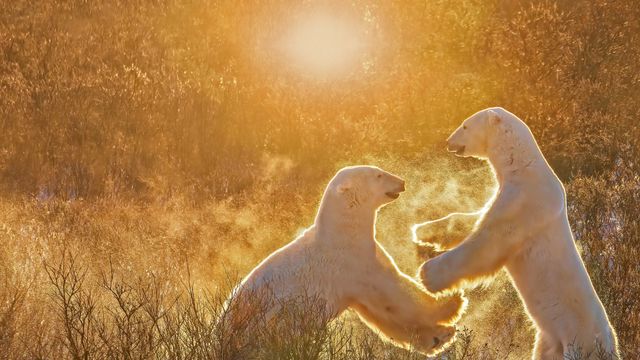 ホッキョクグマの子どもたち, カナダ チャーチル