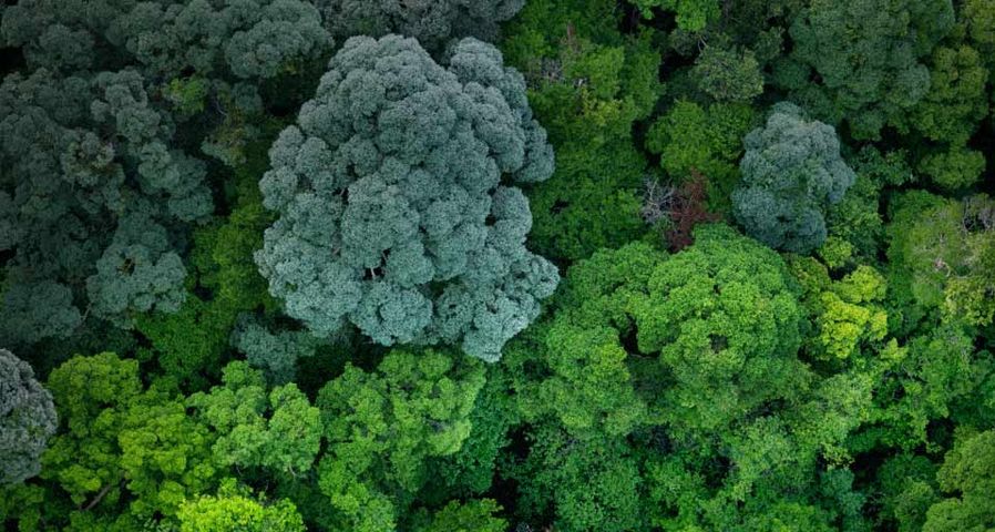 ｢空から見た熱帯雨林｣マレーシア, ジョホール