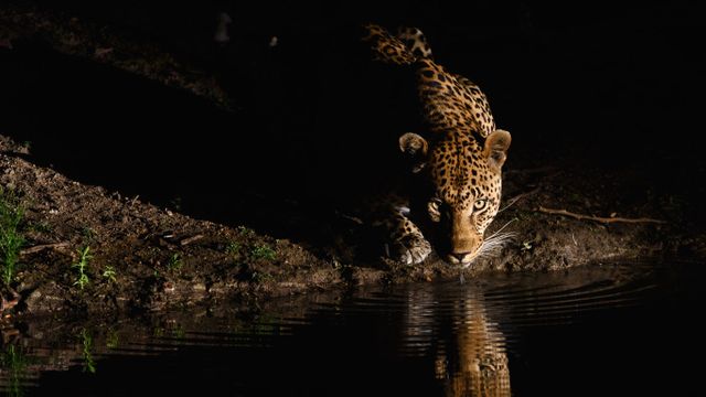 「アフリカヒョウ」南アフリカ
