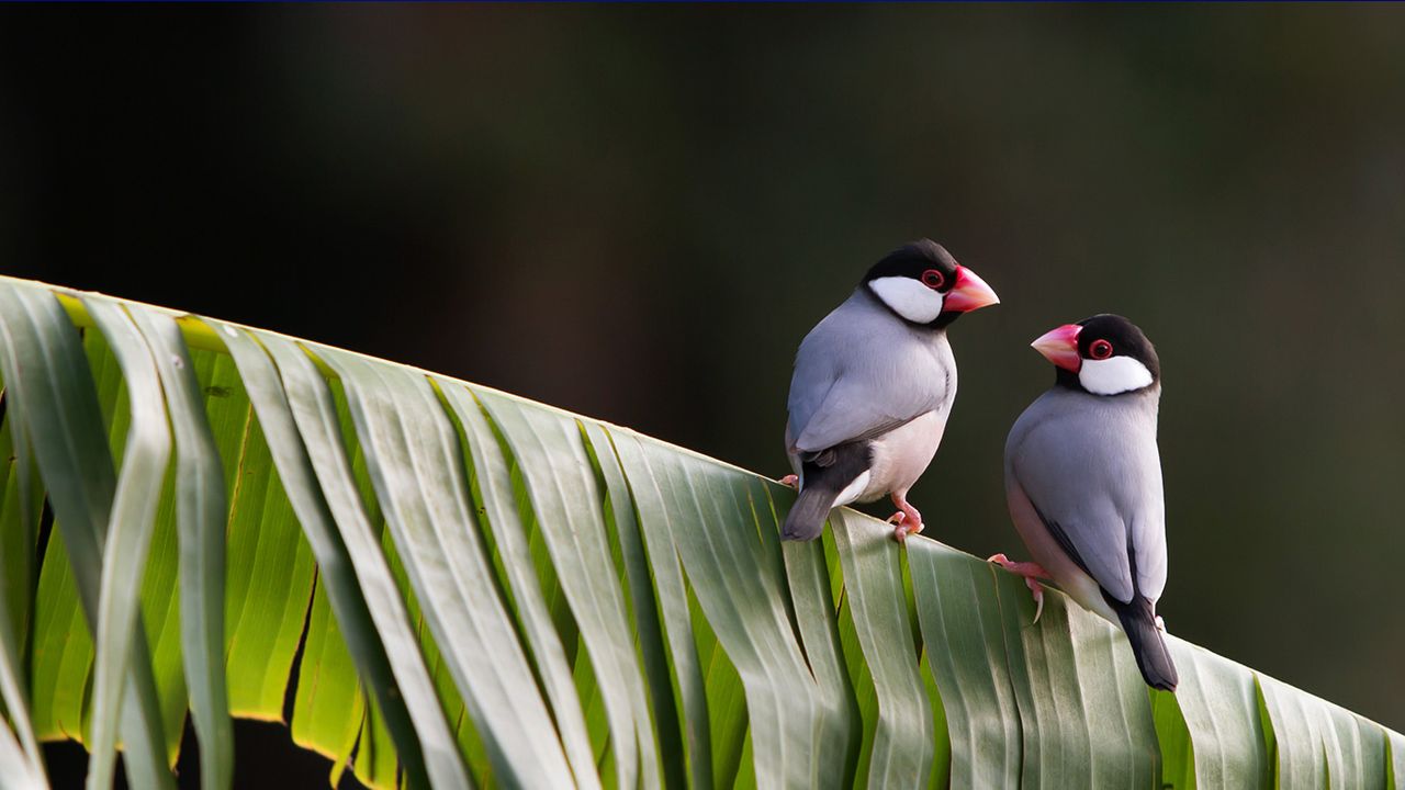 ｢野生の文鳥｣ 