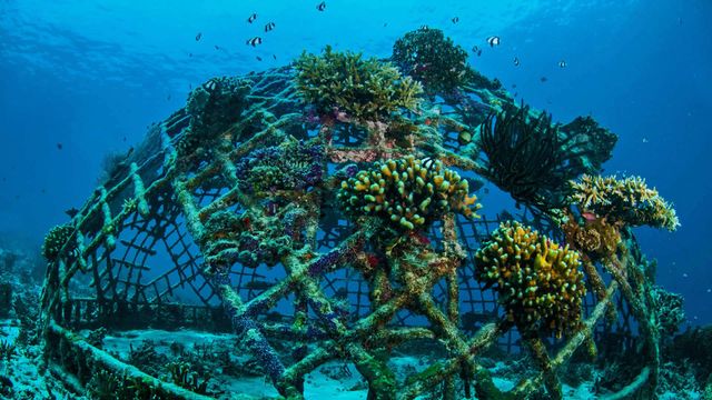 ｢バイオロックとサンゴ｣インドネシア, ギリ島沖合