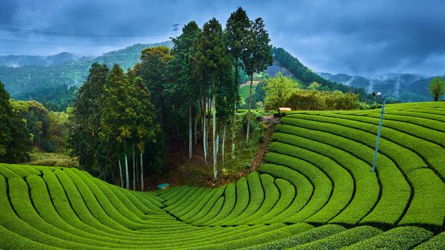 和束町の茶畑, 京都府