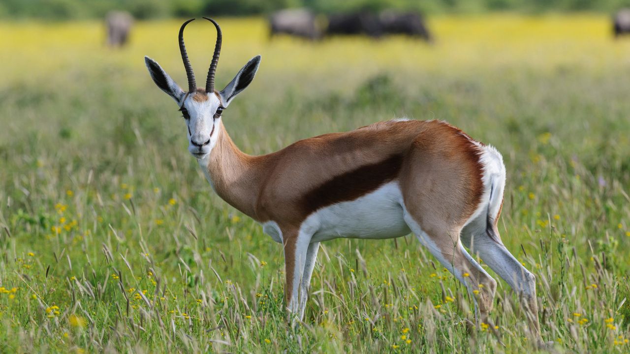 草地に立つスプリングボック，マディクウェ動物保護区，南アフリカ共和国