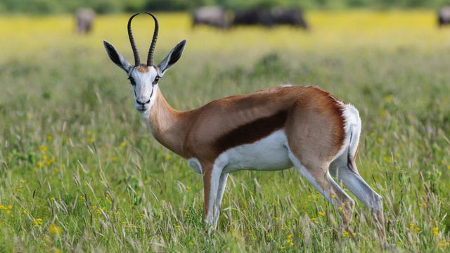 草地に立つスプリングボック，マディクウェ動物保護区，南アフリカ共和国