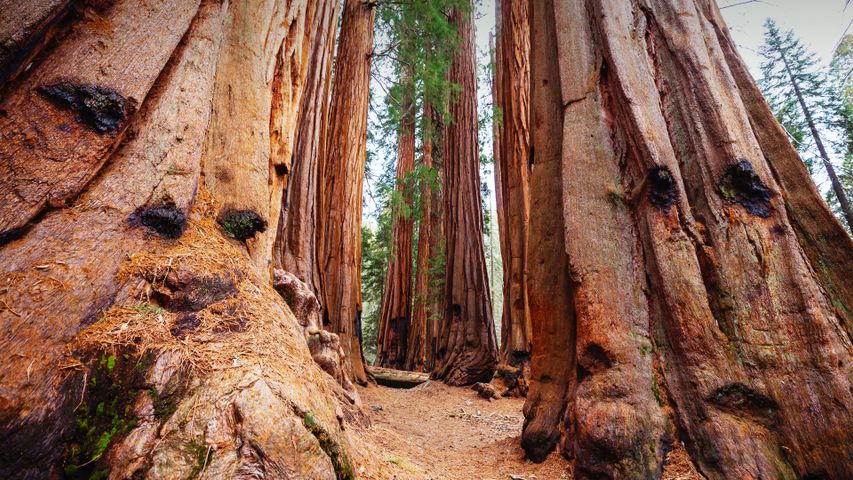 セコイア国立公園, 米国 カリフォルニア州