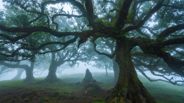 マデイラ島のファナルの森, ポルトガル
