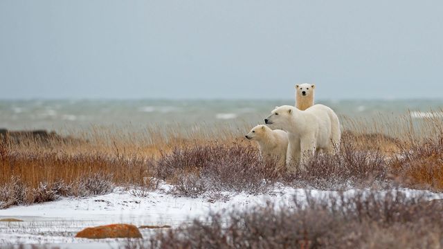 「ホッキョクグマの親子」カナダ, マニトバ州