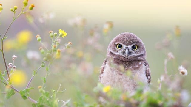 アナホリフクロウのひな, 米国 フロリダ州