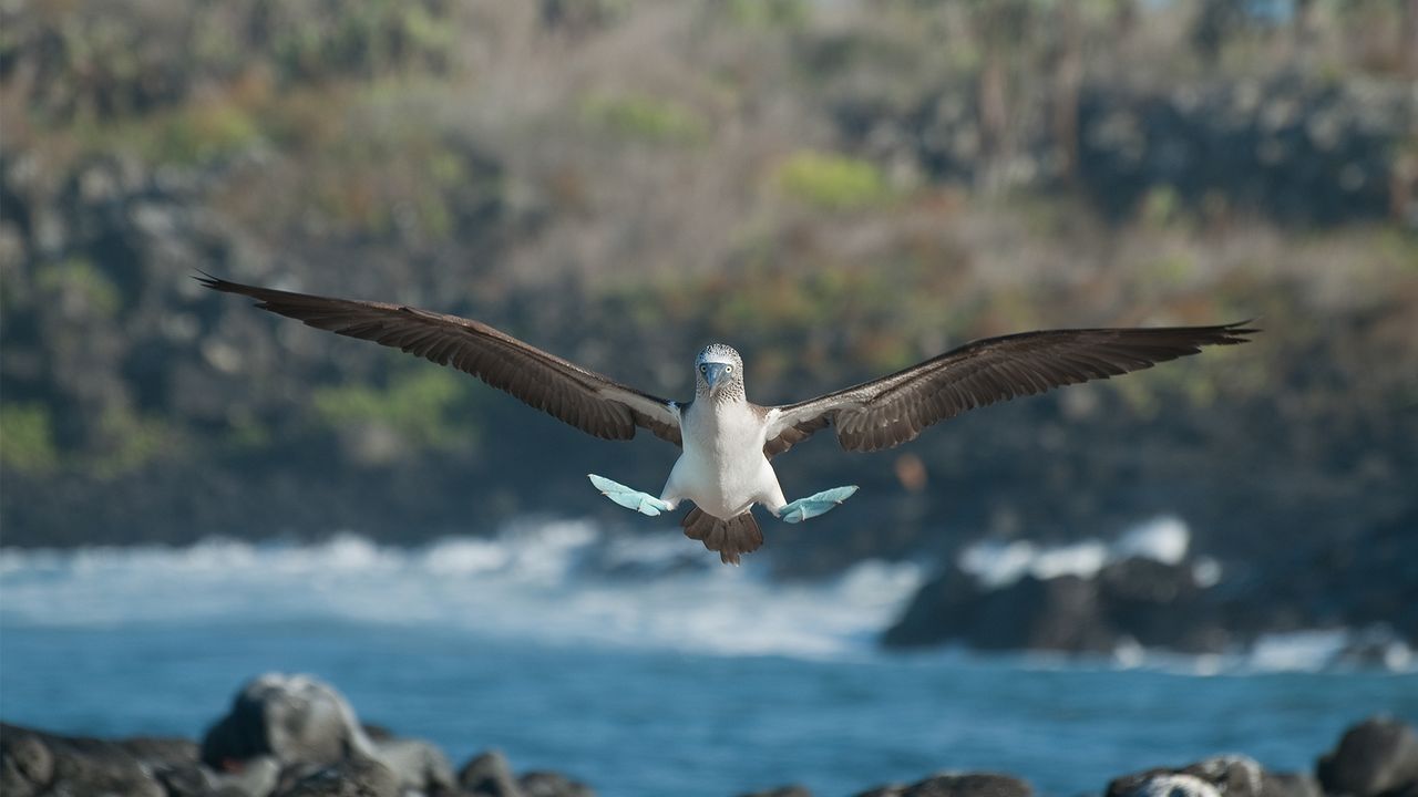 アオアシカツオドリ, エクアドル ガラパゴス諸島