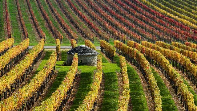 「ブドウ畑」フランス, ブルゴーニュ地域圏