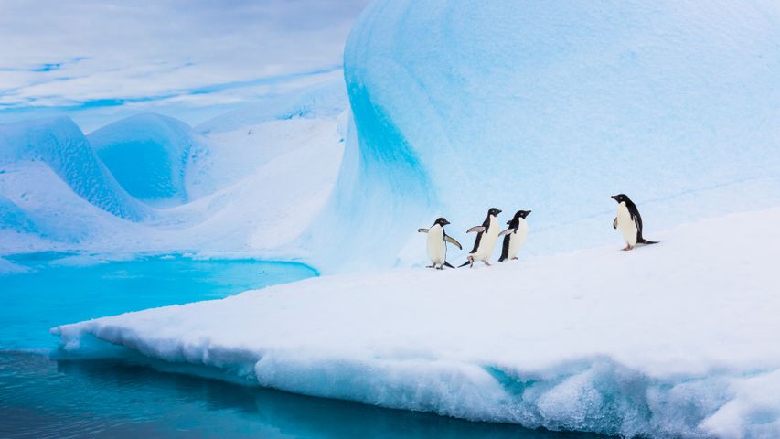 氷山の上に立つアデリーペンギン, 南極大陸