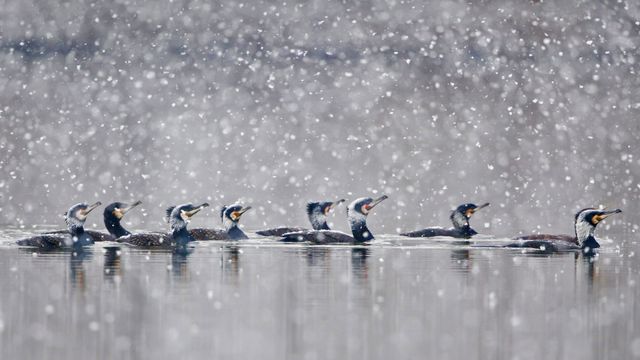 カワウの隊列, ドイツ ヘッセン州