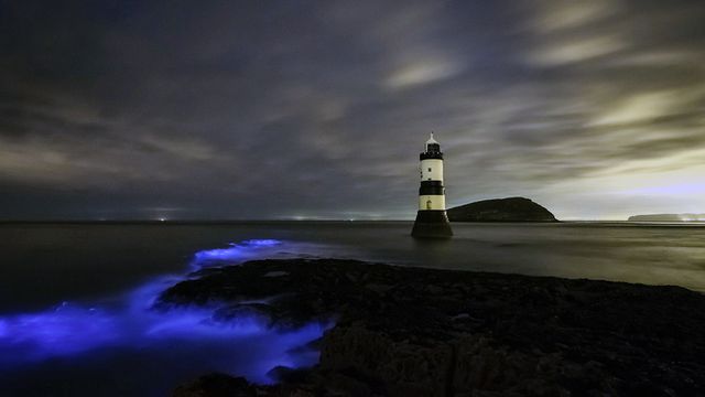 「灯台と夜光虫」イギリス, ウェールズ