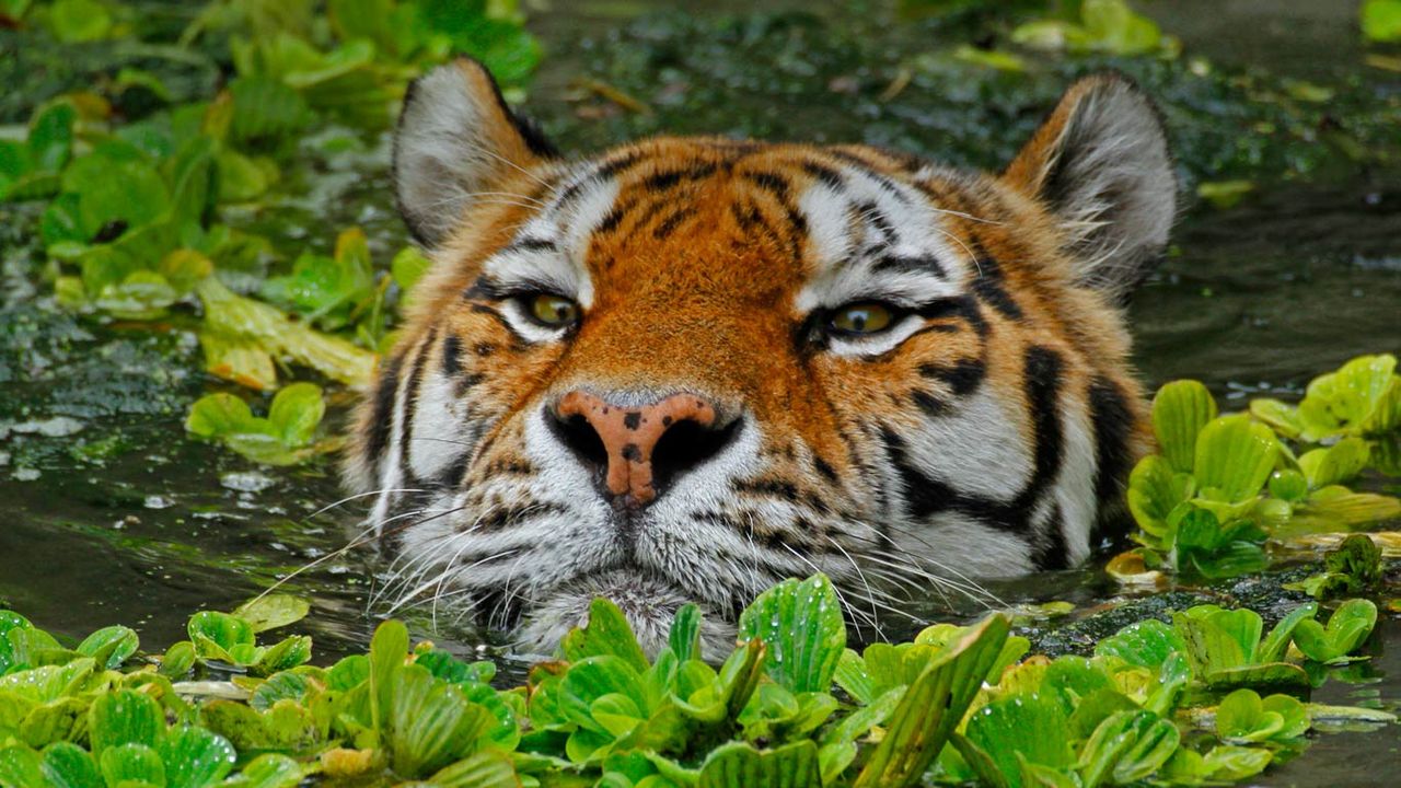 ｢泳ぐアムールトラ｣ベルギー, アントワープ動物園
