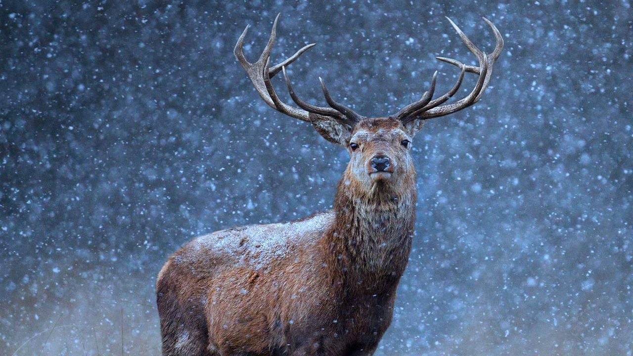 ｢雪の下のアカシカ｣ 