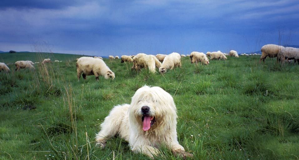 ｢羊の群れを守る牧羊犬｣ポーランド, タトラ山脈