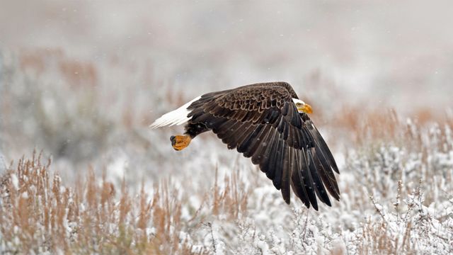 「ハクトウワシ」米国ワイオミング州, グランドティトン国立公園