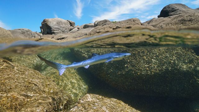 ガリシア沖を泳ぐヨシキリザメ, スペイン