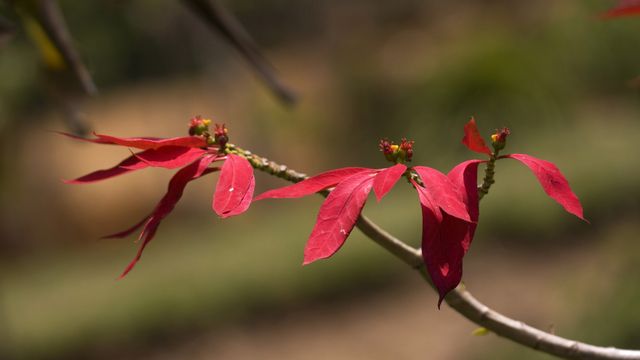 クリスマスを象徴する美しい植物