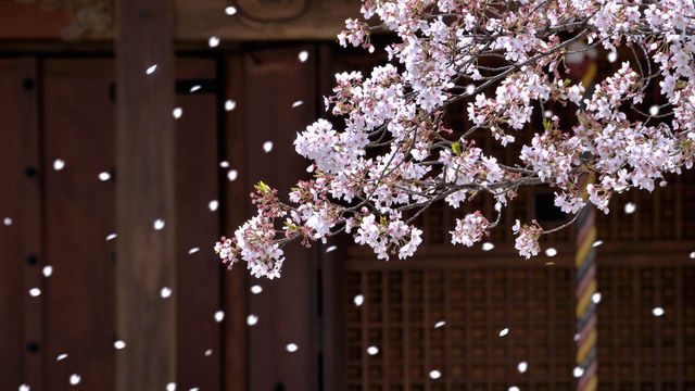 「寺院と桜吹雪」大阪, 堺市