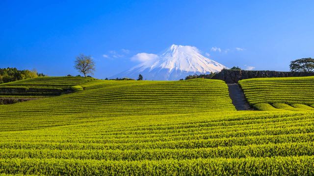 「茶畑と富士山」静岡, 富士市