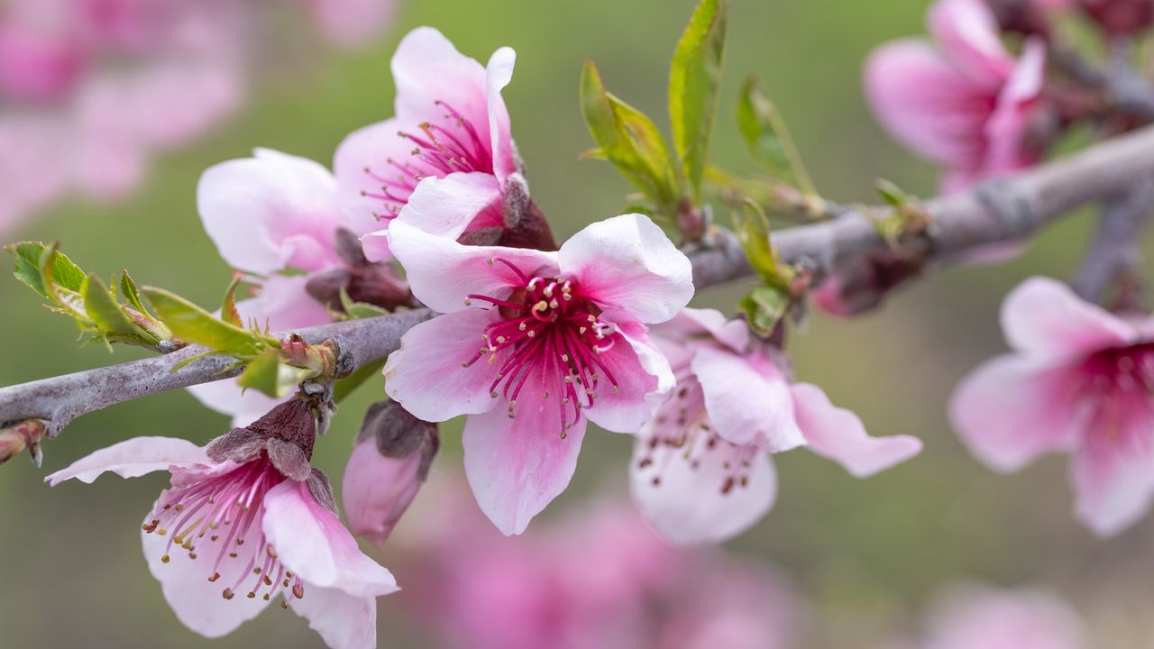 リンゴの花, 米国 カリフォルニア州