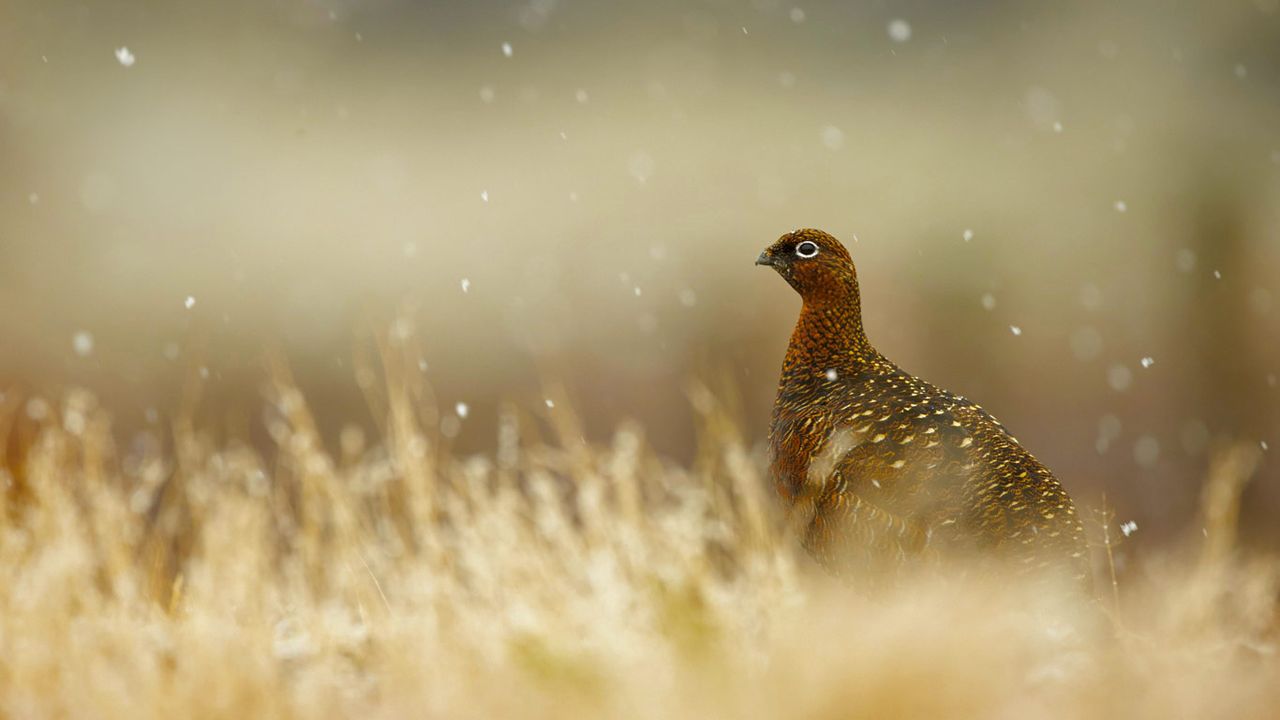 ｢ライチョウ｣イギリス, ハイランド地方 