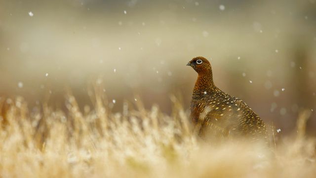 「ライチョウ」イギリス, ハイランド地方