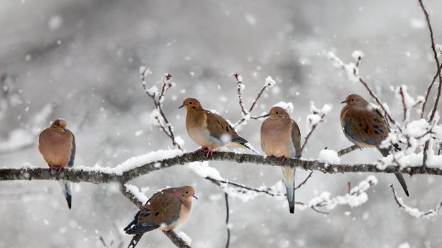「ナゲキバト」カナダ, ノバスコシア州