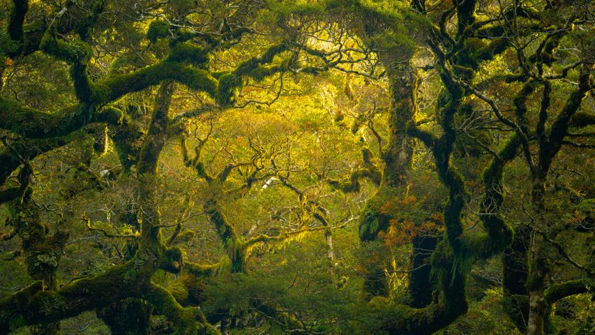 ミルフォード・サウンドの多雨林, ニュージーランド