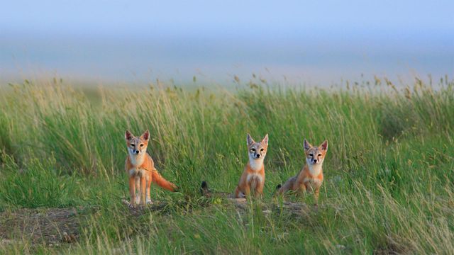 「スイフトギツネの子どもたち」カナダ, グラスランズ国立公園
