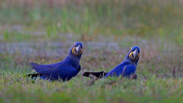 「スミレコンゴウインコ」ブラジル, パンタナル