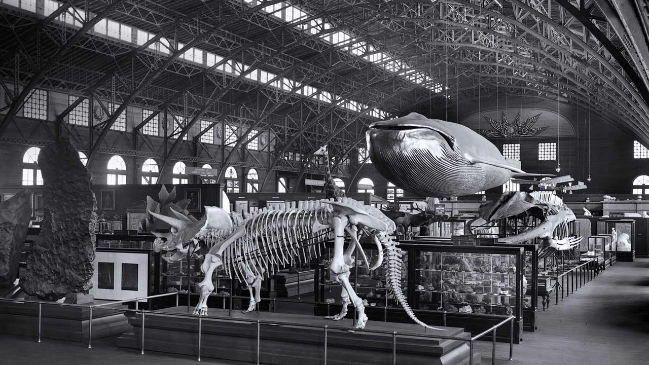 1904年のスミソニアン博物館展｣アメリカ, セントルイス万国博覧