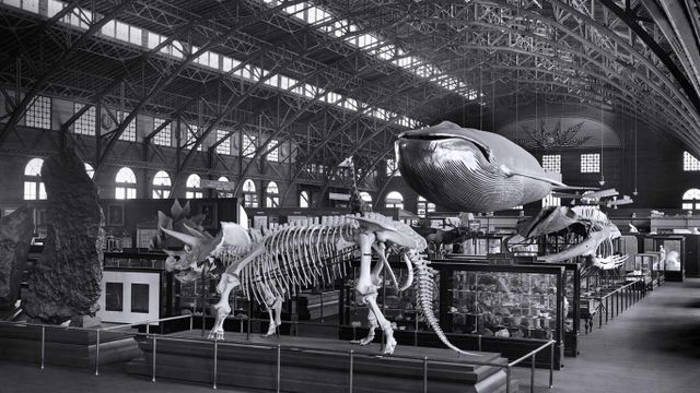 「1904年のスミソニアン博物館展」アメリカ, セントルイス万国博覧会