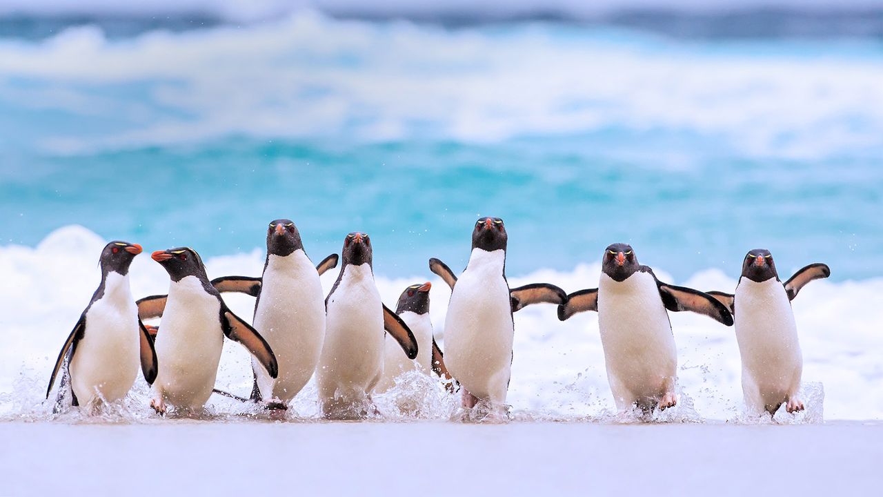 イワトビペンギン｣フォークランド諸島 ・ Bing日替わり壁紙