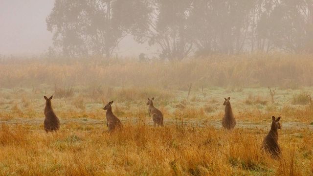 「オオカンガルーの群れ」オーストラリア, コジオスコ国立公園