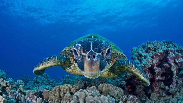 「アオウミガメ」米国ハワイ州, マウイ島